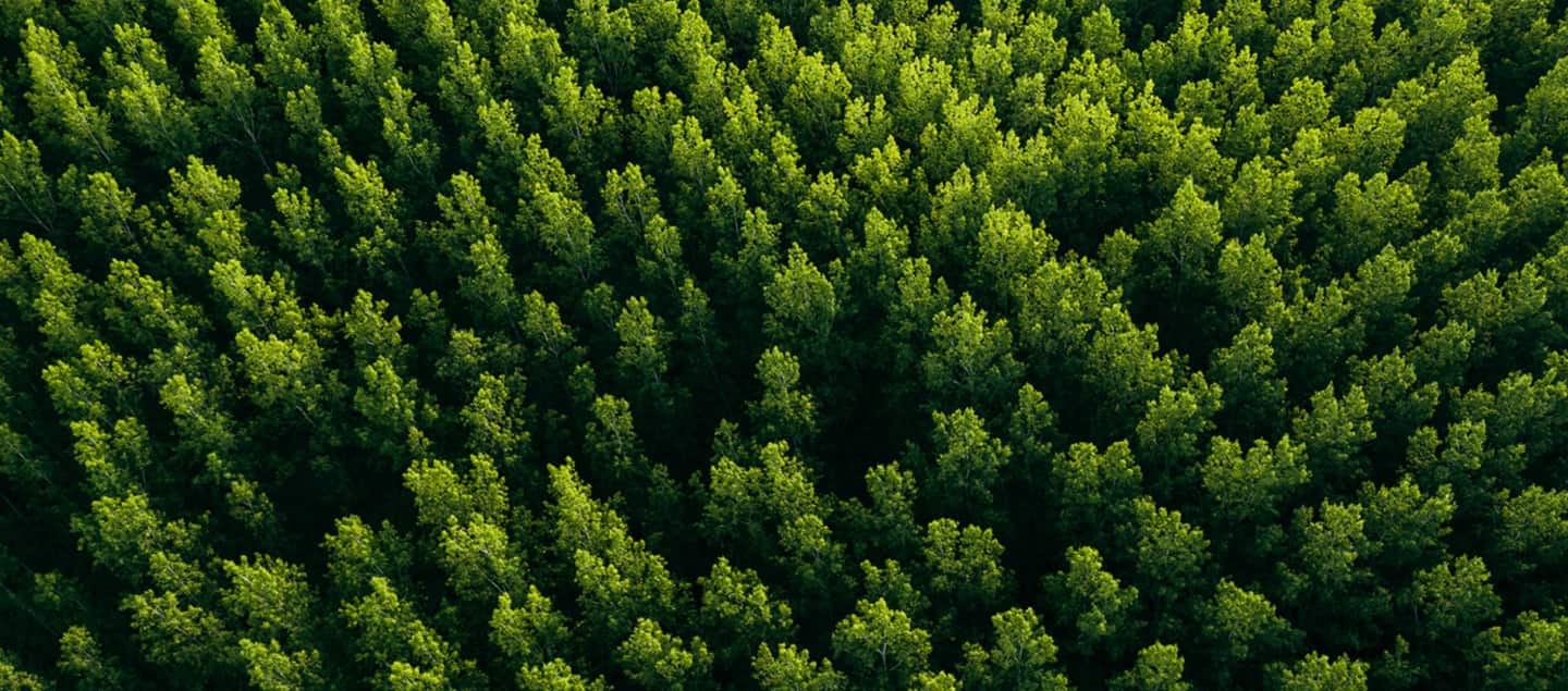  Forest canopy