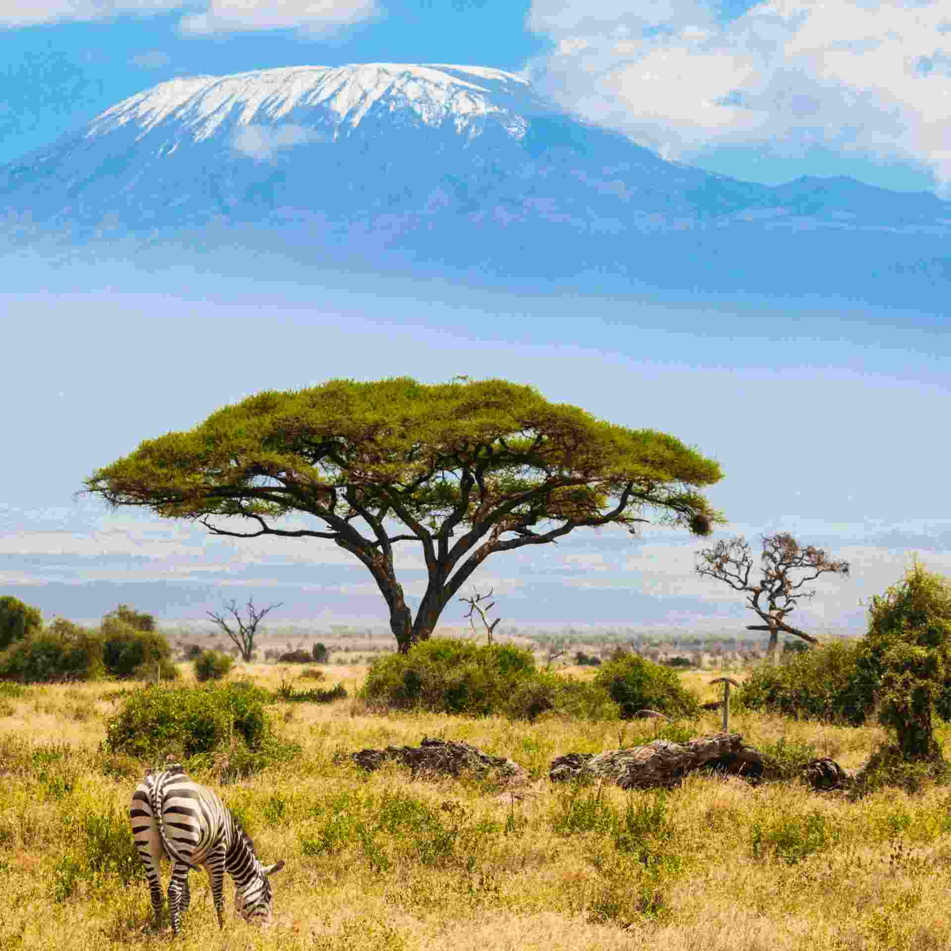 Zebra grazing in view of Mount Kilimanjaro